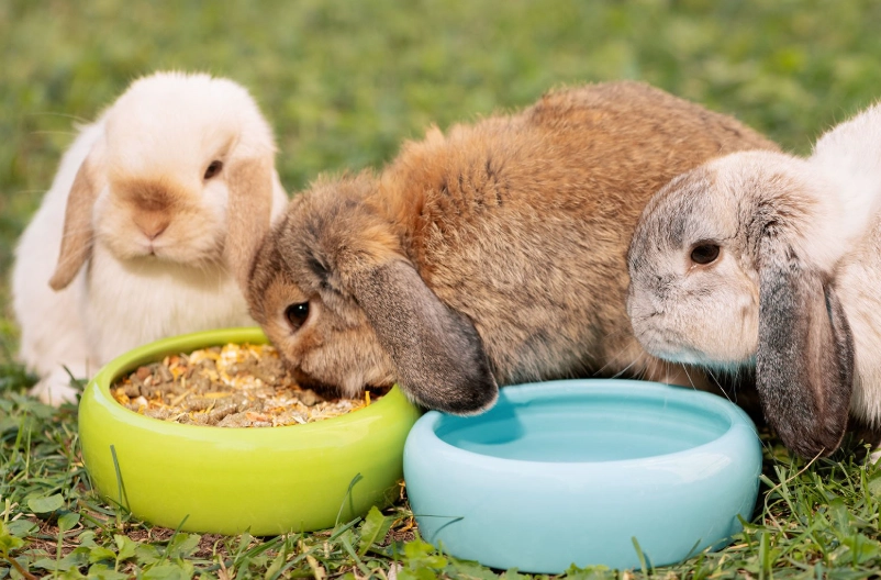 what to feed rabbits by age
