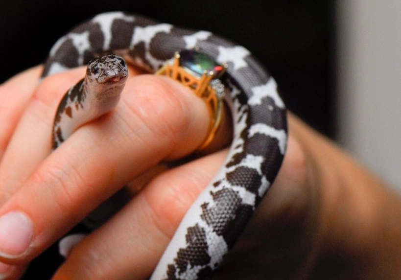 beginner friendly pet snakes