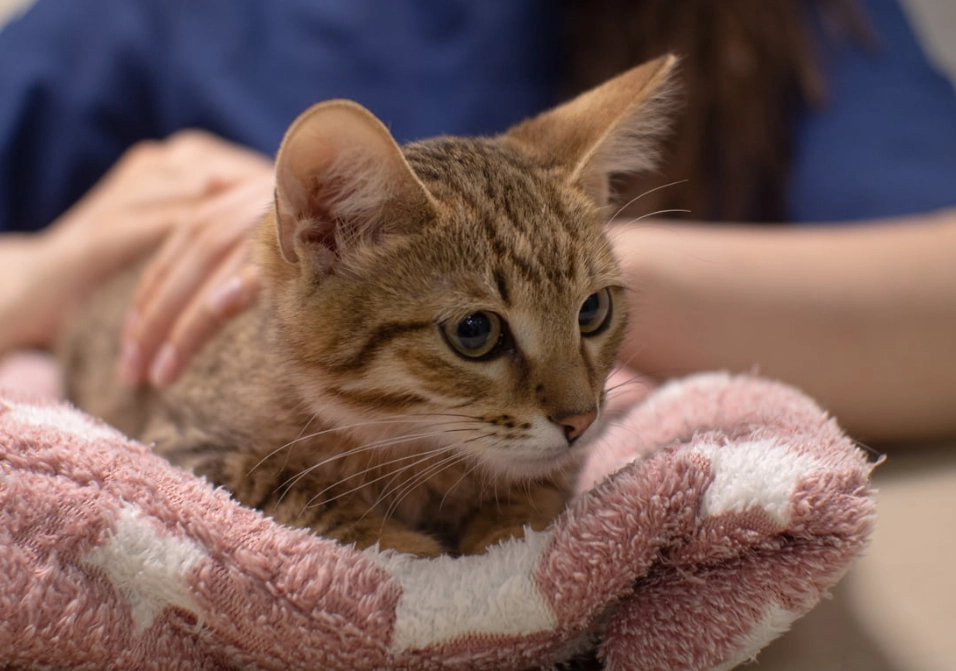 how to care for a kitten