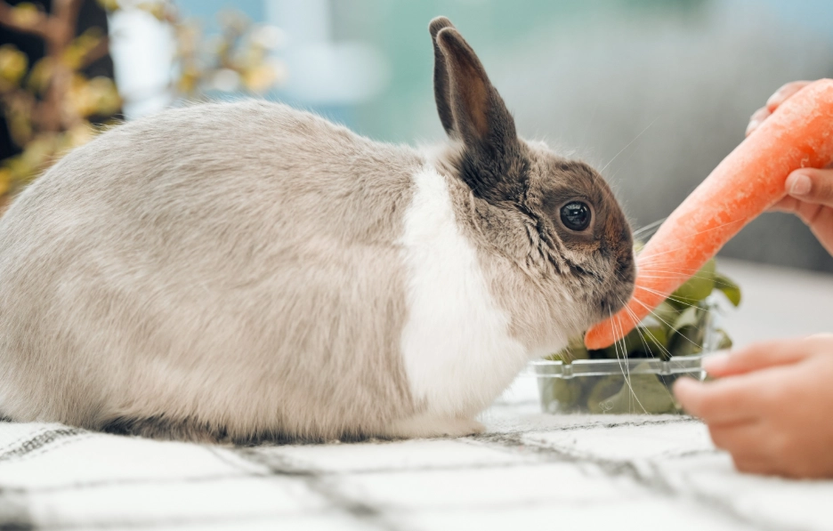 rabbit diet