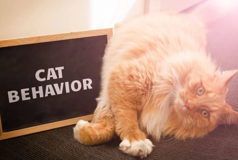 why is my cat acting weird