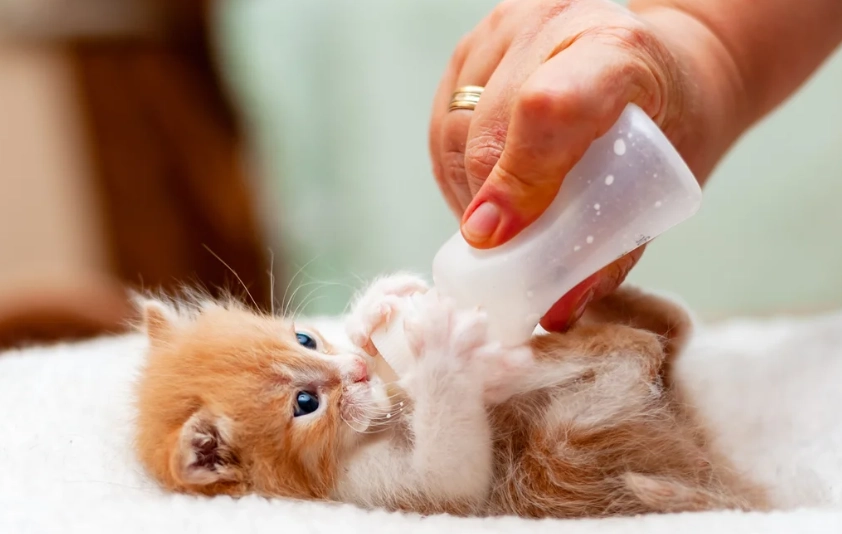 how to care for a kitten