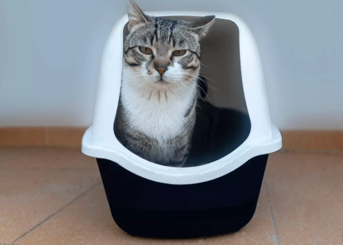 cat litter box problems