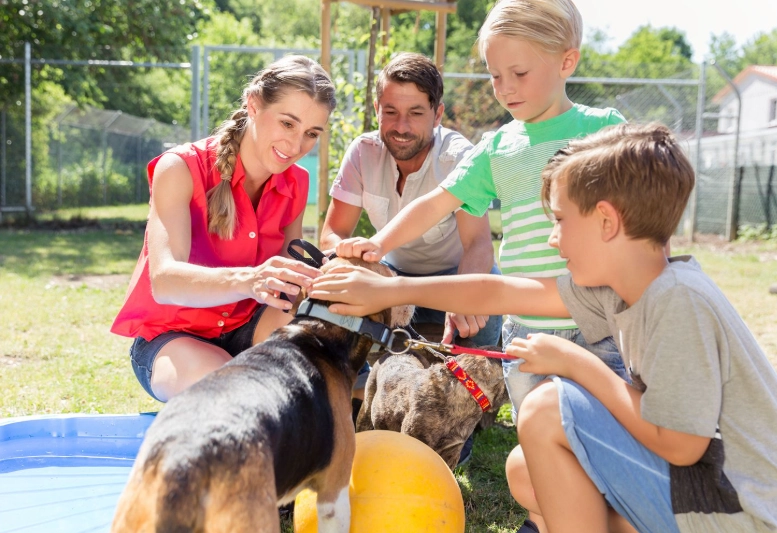 rescue dog adjustment