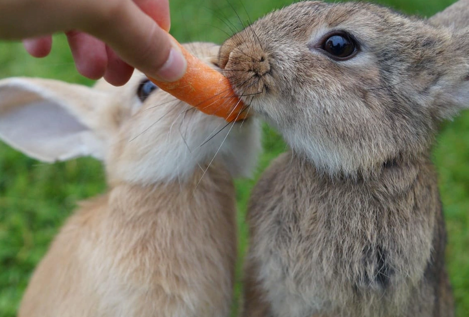 what to feed rabbits