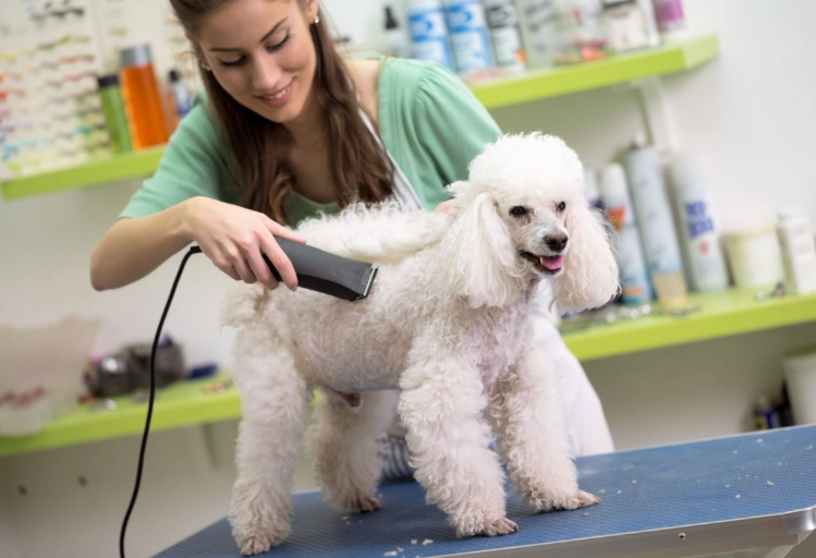 advanced dog grooming