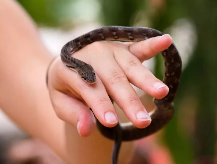 beginner friendly pet snakes