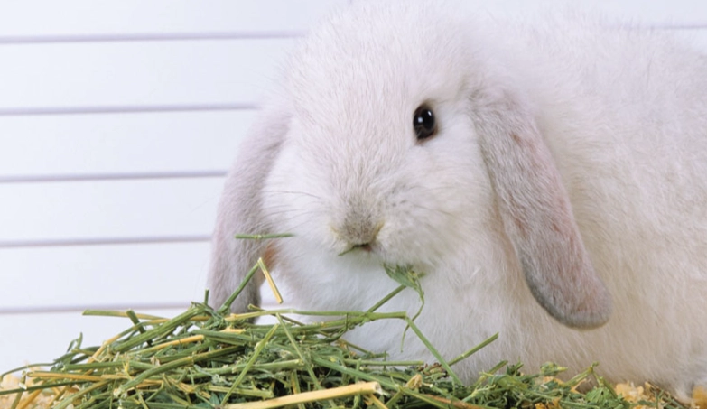 rabbit diet