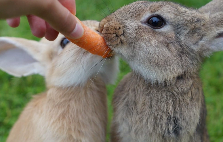 feeding rabbits by life stage
