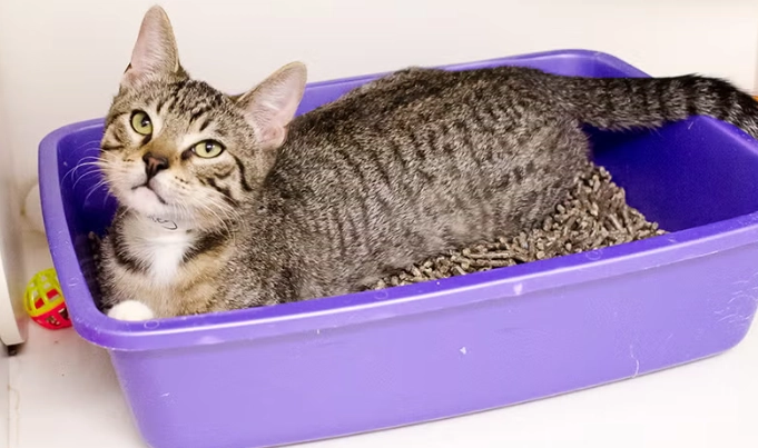 how to train a cat to use a litter box