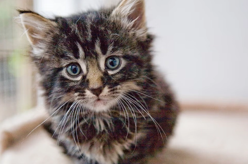 new kitten checklist