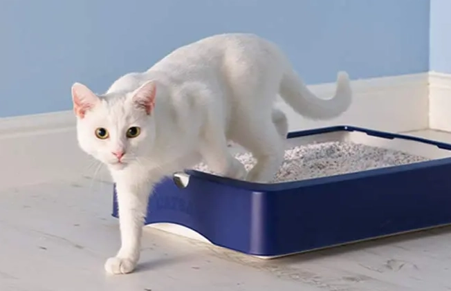 cat litter training