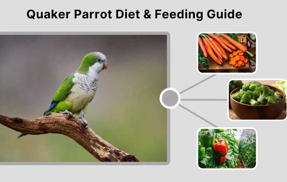 parrot nutrition