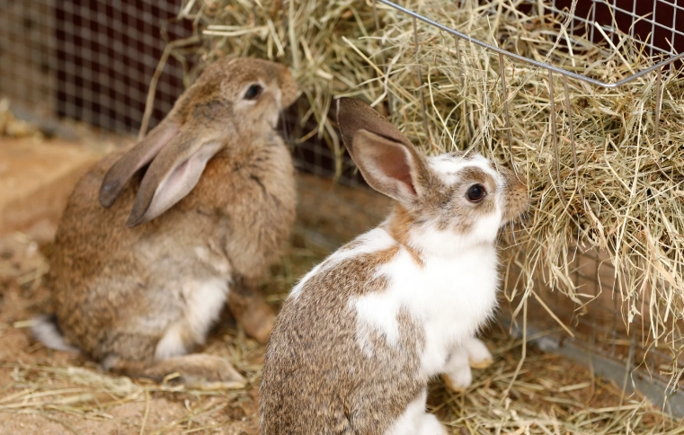 feeding rabbits by life stage
