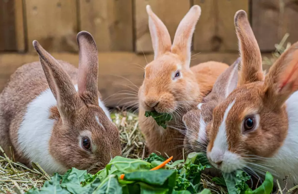 what to feed rabbits