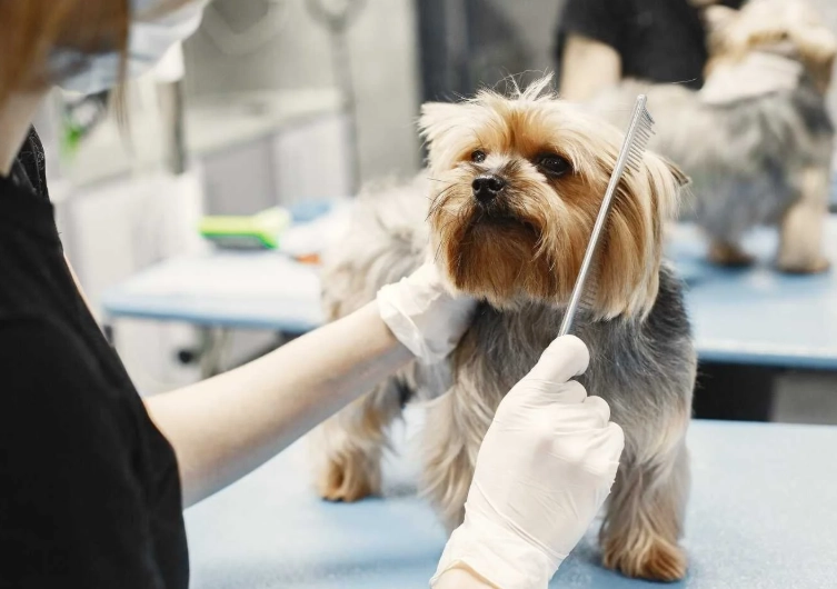 professional dog grooming techniques
