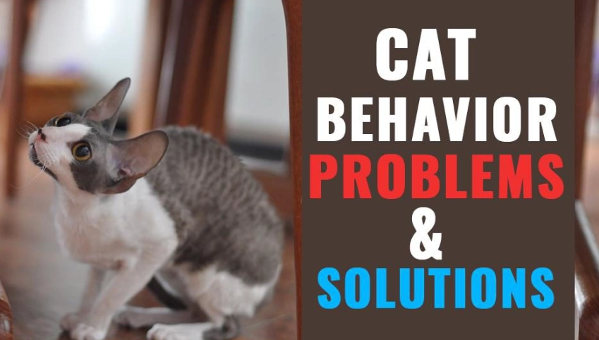 how to stop cat from scratching furniture