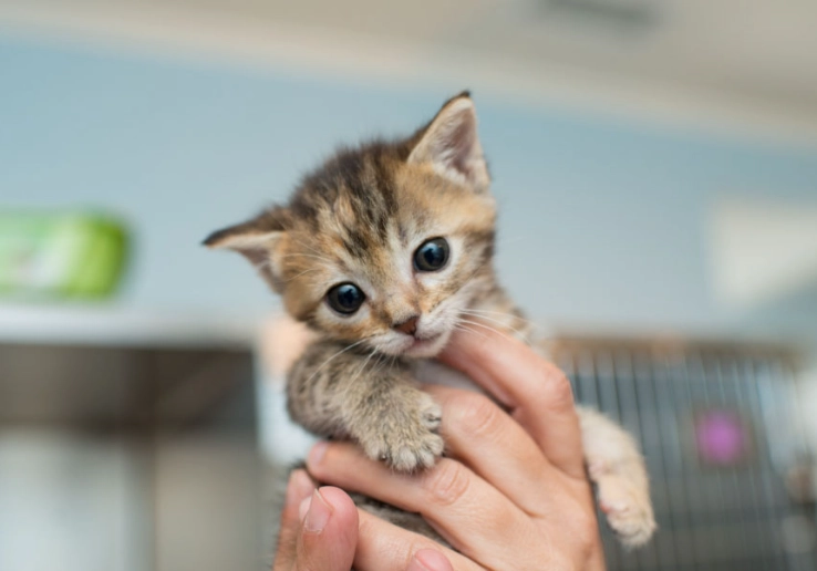 how to care for a kitten