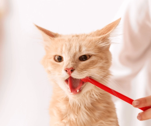 cat dental care