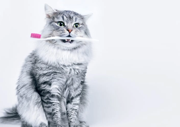 feline periodontal disease