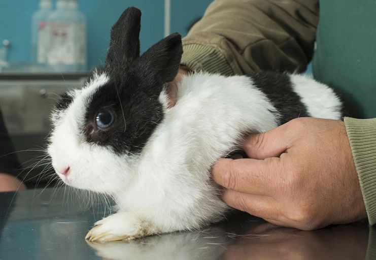rabbit wellness exam