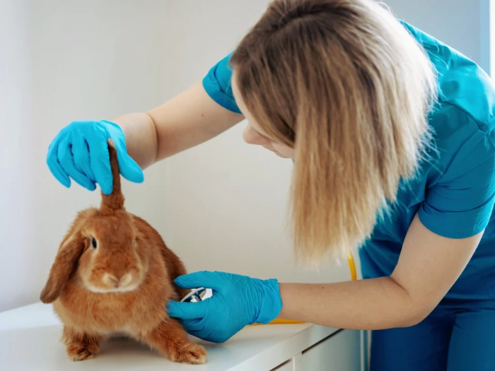 how to check rabbit health