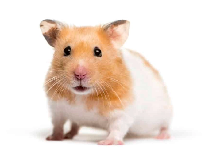 hamster breeds