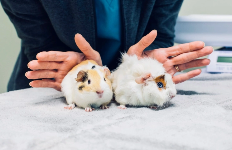 what do guinea pigs eat