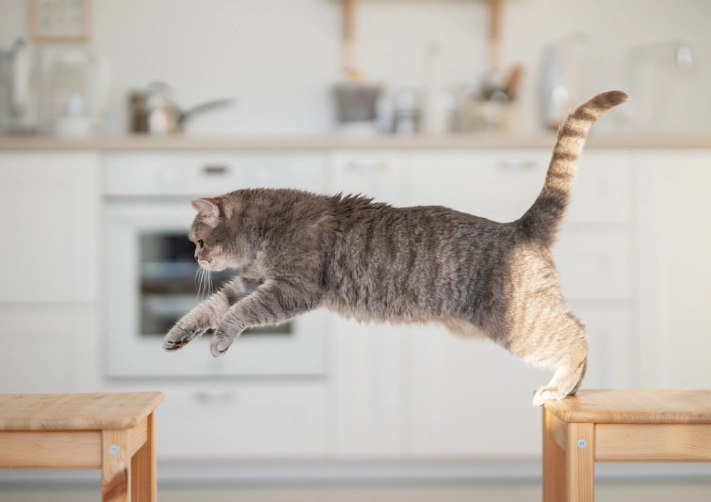 cat enrichment ideas indoors