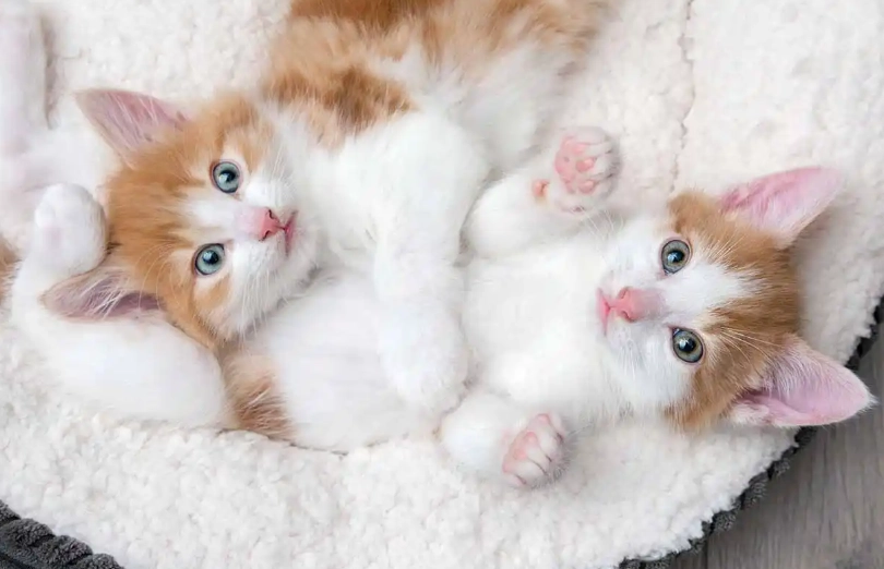 how to care for a kitten