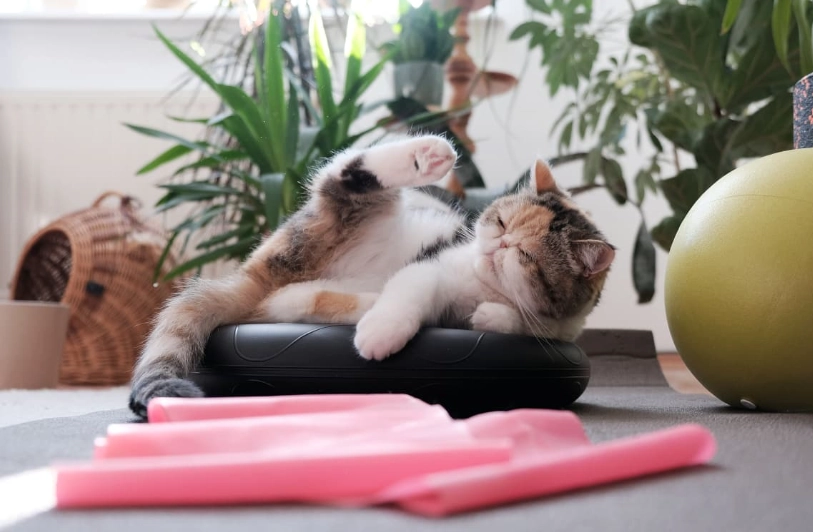 how to exercise indoor cat