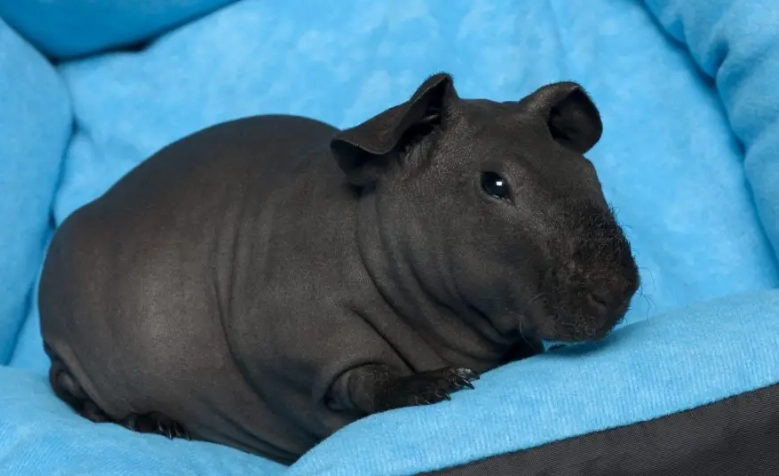 guinea pig cage setup