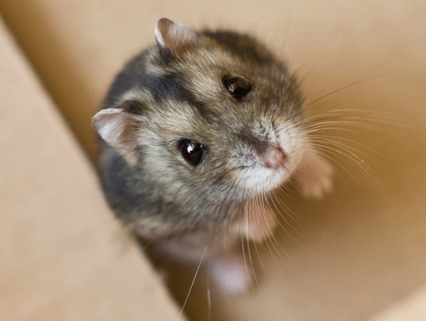 Syrian hamster