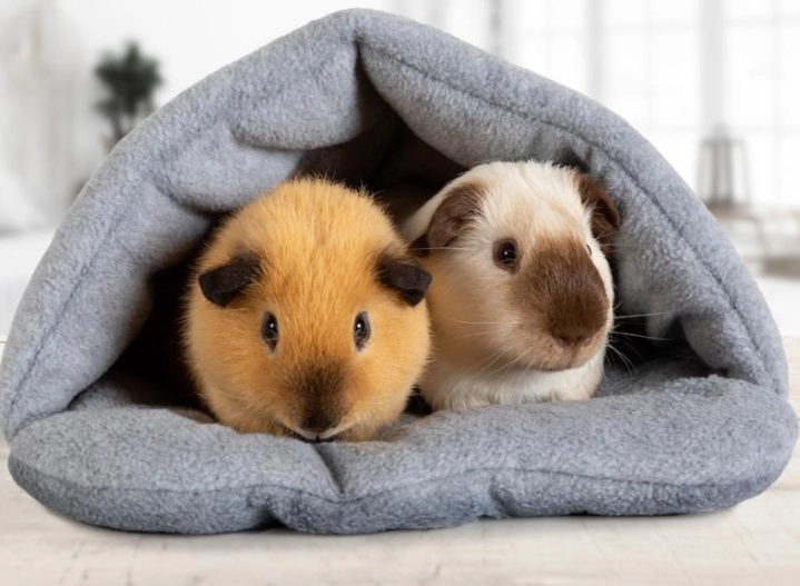 guinea pig cage setup