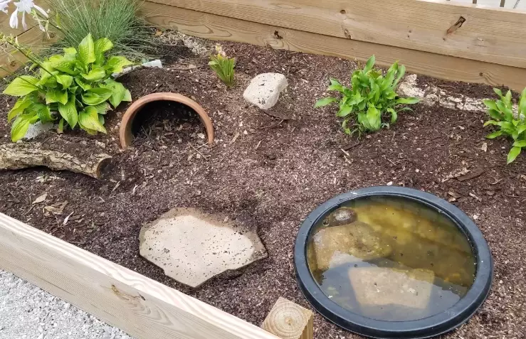 rodent cage setup rodent cage setup