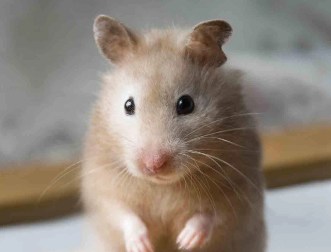 Syrian hamster