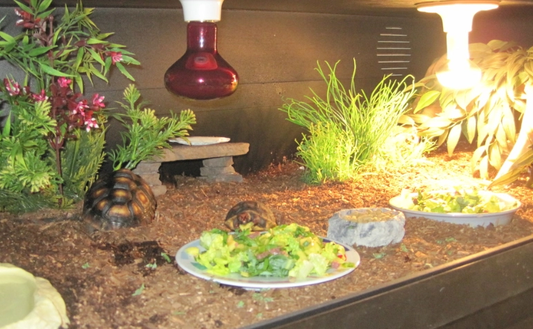 rodent cage setup rodent cage setup