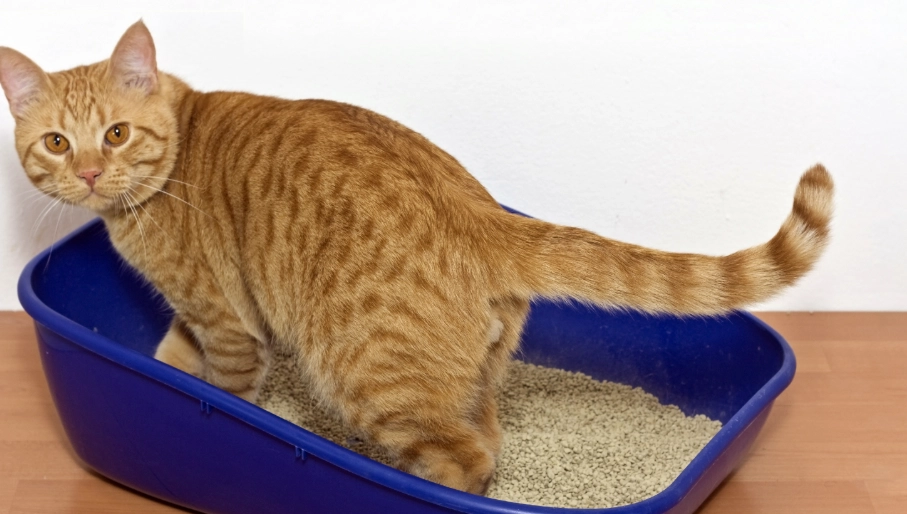 how to choose a kitten litter box