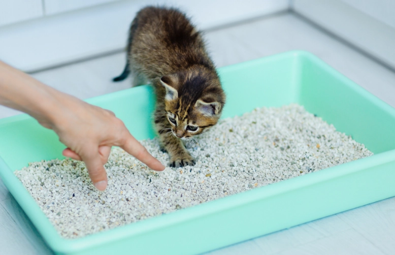 Kitten Litter Training Timeline: How Long & How to Succeed