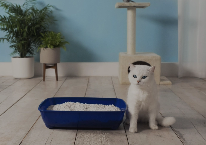 kitten litter box training