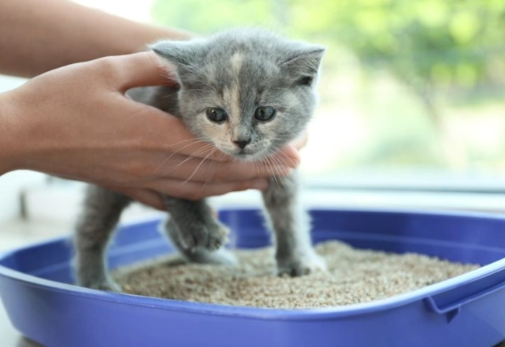 how to litter train a kitten