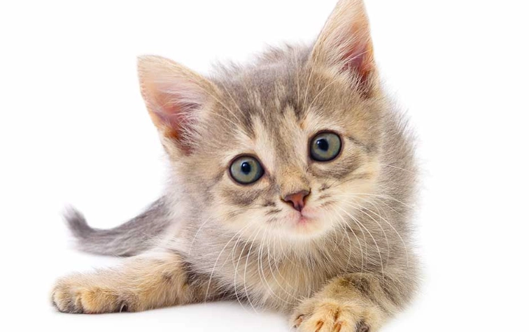 potty train kitten 4 weeks