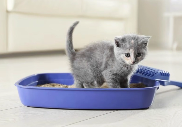 litter training problems