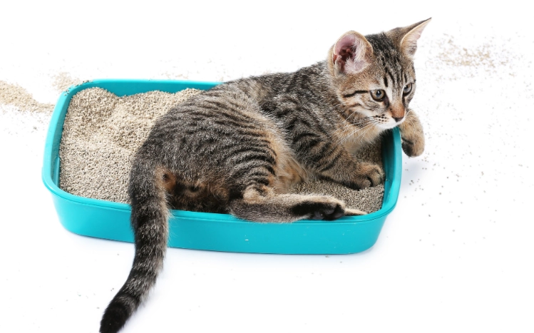 best kitten litter