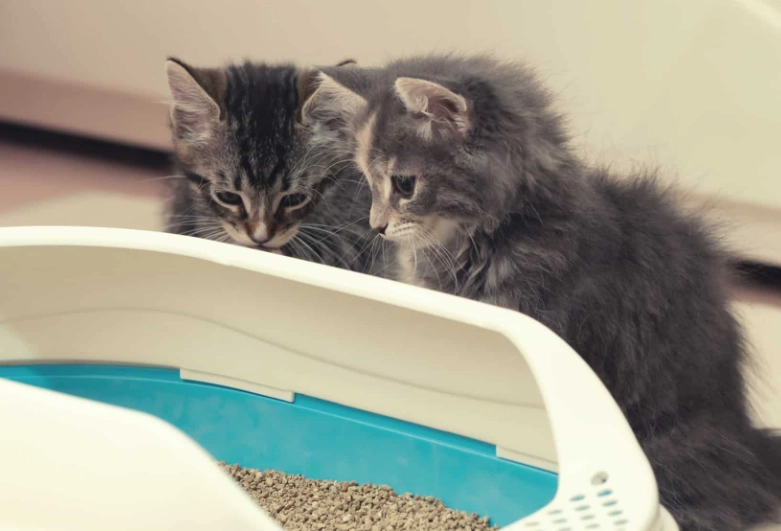 best kitten litter box