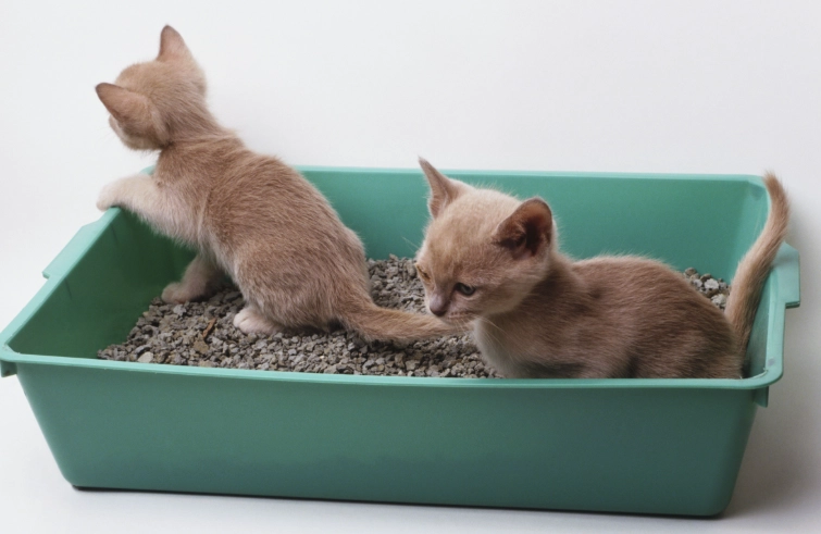 kitten litter box training