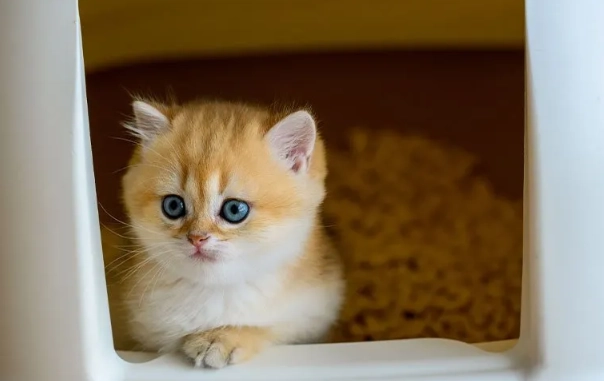 Why Your 8-Week-Old Kitten Won't Use the Litter Box: A Step-by-Step Guide
