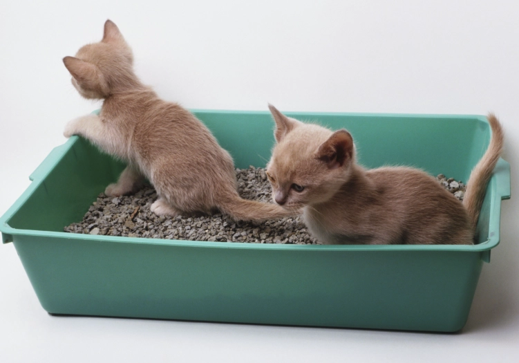 litter train a kitten fast