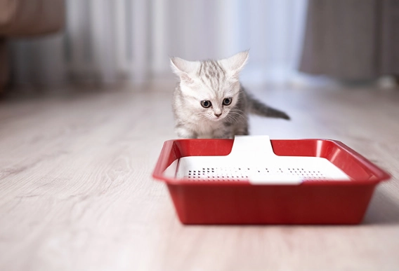 kitten not using litter box