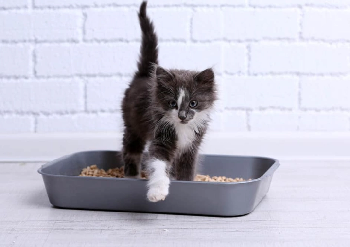 litter box training very young kitten